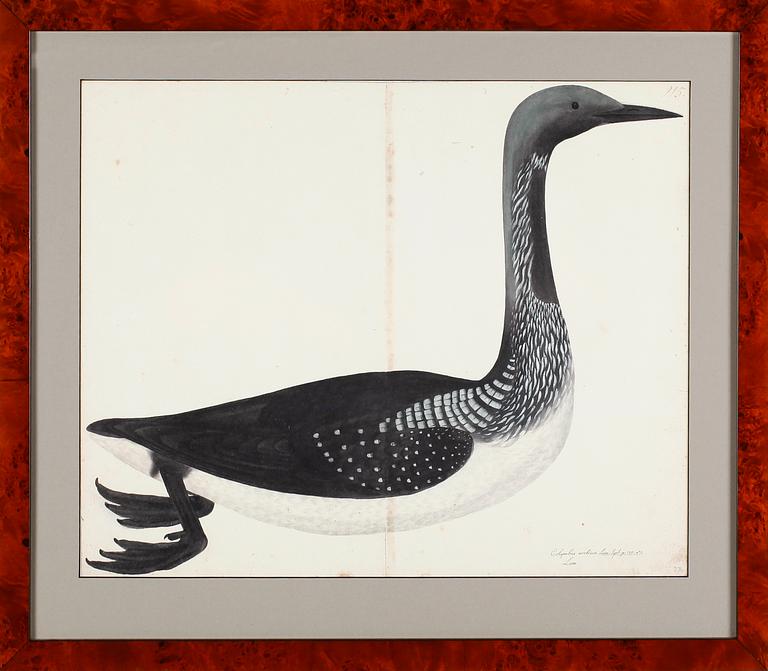 RUDBECK, OLOF D.Y, 3 st, Faksimil av fågelplanscher, 1900-talets andra hälft.