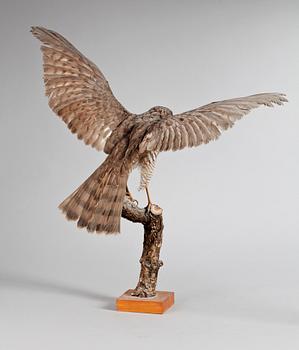 A 20th century stuffed sparrowhawk.