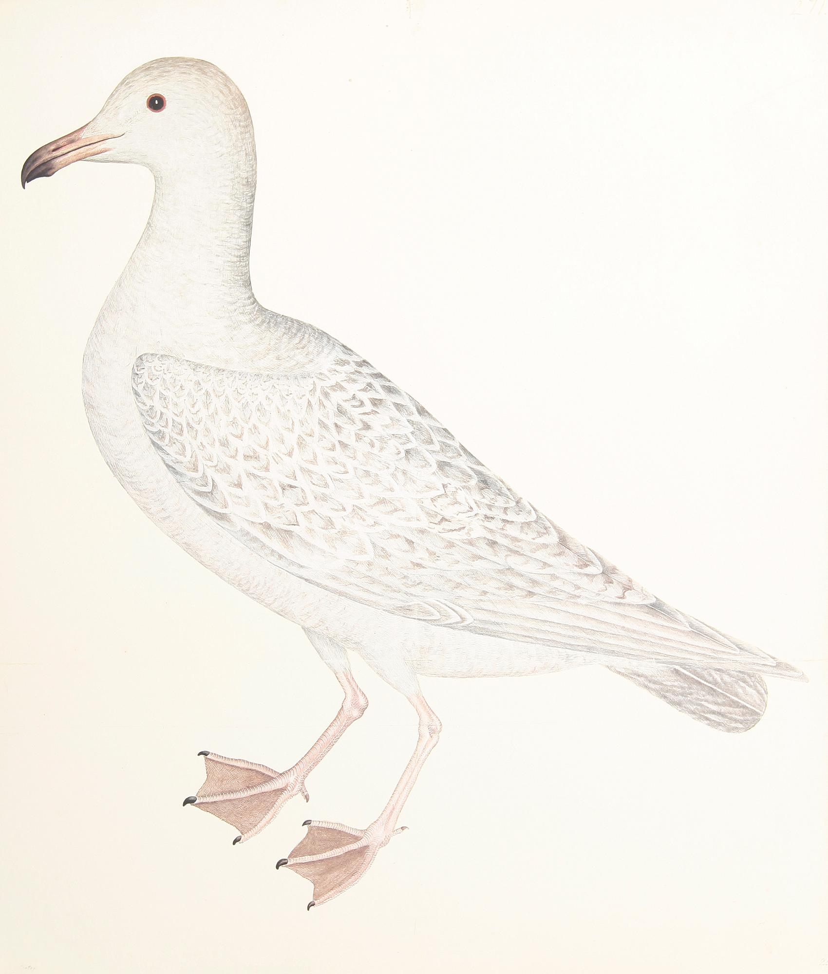 OLOF RUDBECK dy "Portföljen", mapp med ca 95 faksimilier.