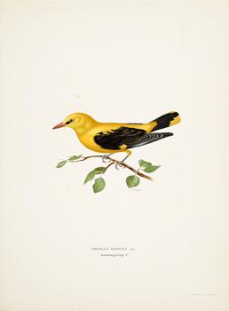 LITOGRAFISKA TRYCK, 200 st, ur von Wrights "Svenska fåglar", 1920-tal.