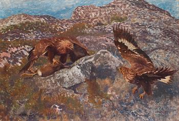 450. Bruno Liljefors, Golden eagles attacking a hare.