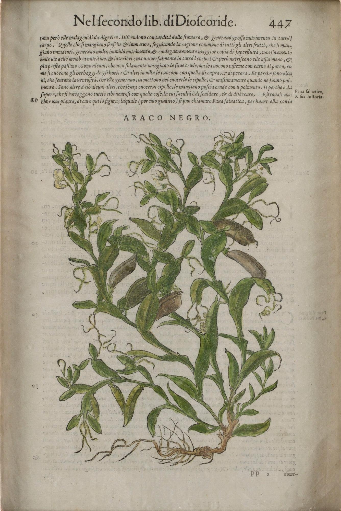 Pietro Andrea Mattioli, Medicinalväxter (4), ur, "Discorsi del Matthioli".