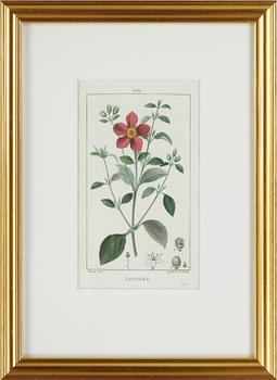 HANDKOLORERADE GRAVYRER, 6 st ur "Flore Médicale" av P.J.F.Turpin mfl, Paris 1814-1818.