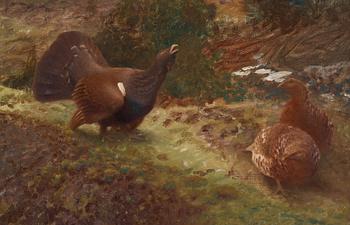 Bruno Liljefors, Western capercaillies courting.