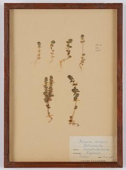 Herbarium, 10 delar, Sverige, 1930-1970-tal.