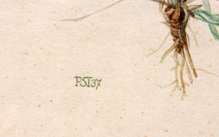 DETLEV STEINEG, akvarell monogramsign. o dat -37.