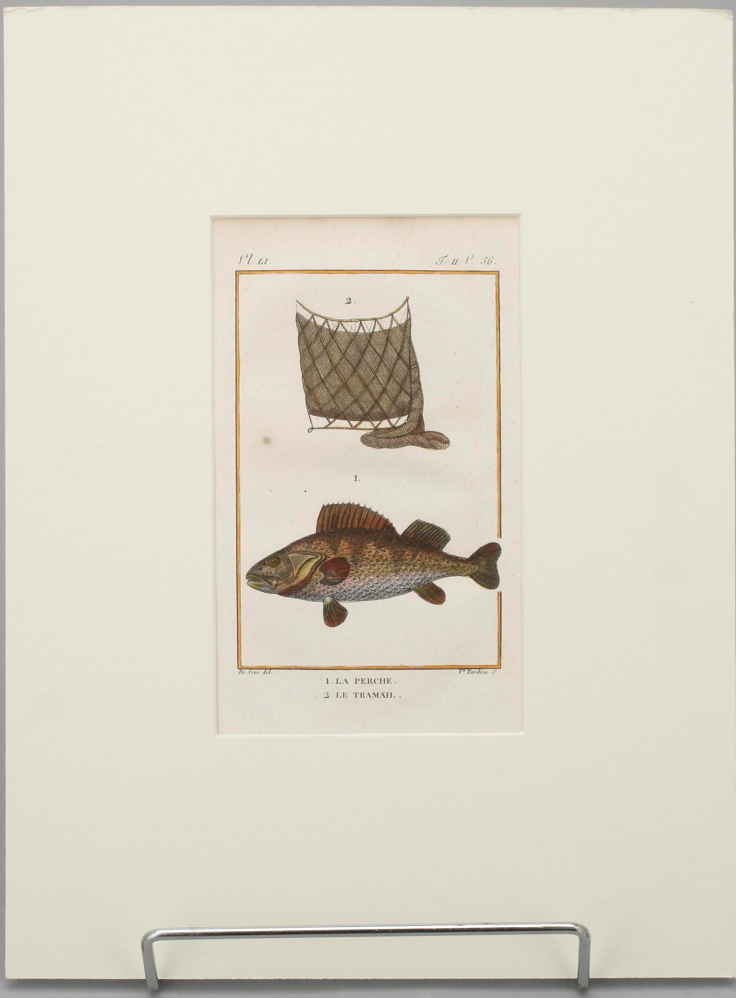 GRAVYRER, 7 st, efter de Seve, "Natural History" de Buffon. Senare upplagor.