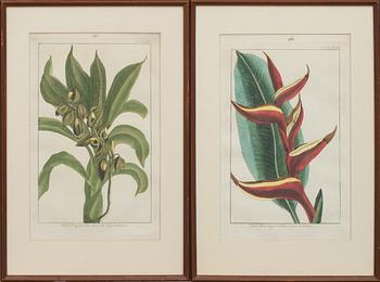 KOPPARSTICK, 2 st. "Le Jardin D'eden botanical". Omkring 1800.