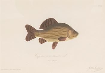 Gösta Sundman, Kromolitografiat, 3 kpl.