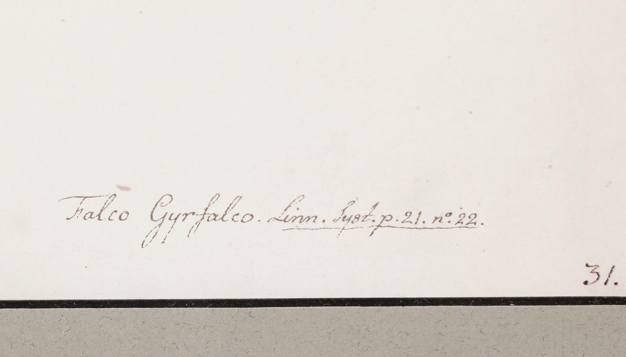 RUDBECK, OLOF D.Y, 2 st, Faksimil av fågelplanscher, 1900-talets andra hälft.
