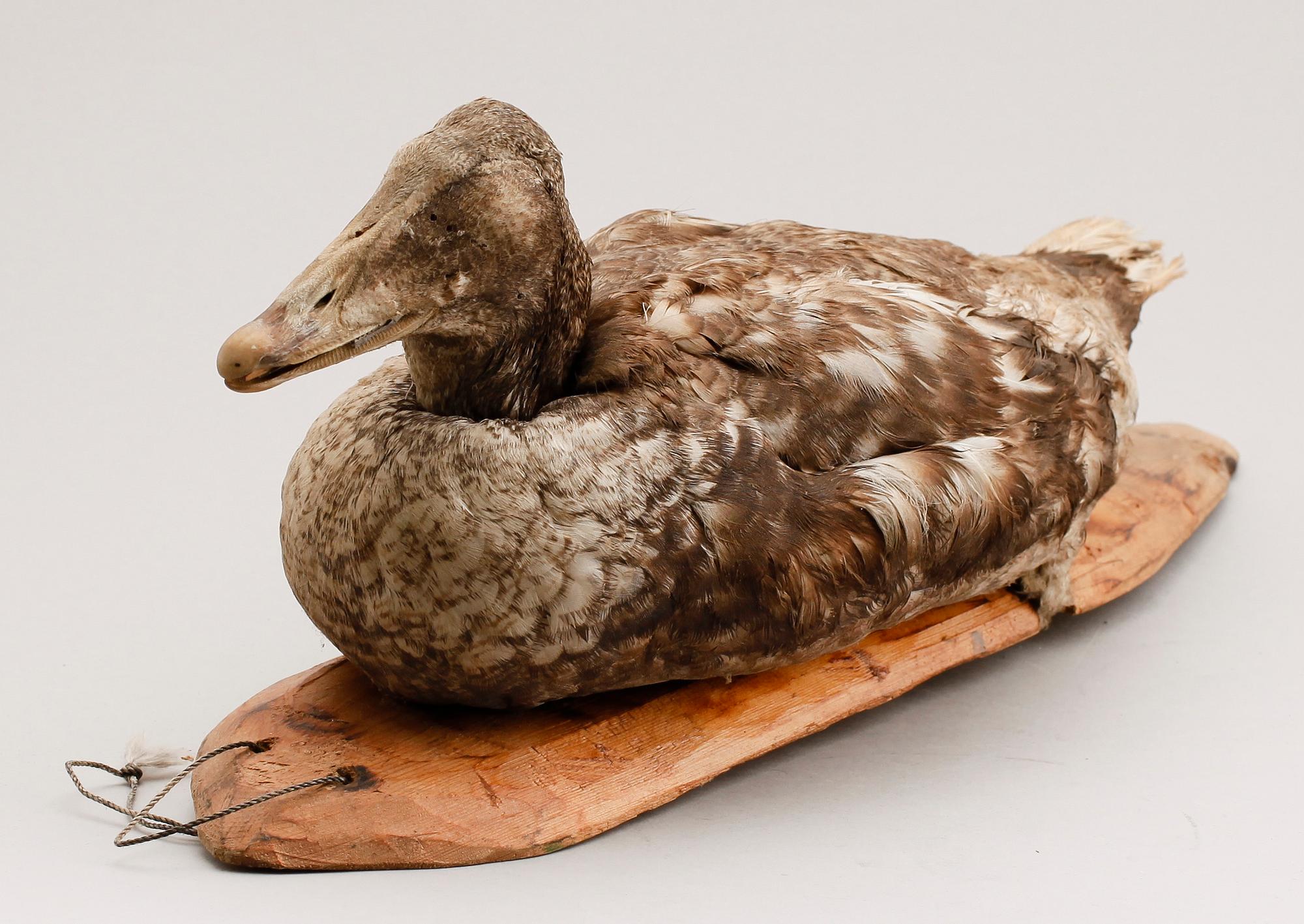 VETTE, tidigt 1900-tal.