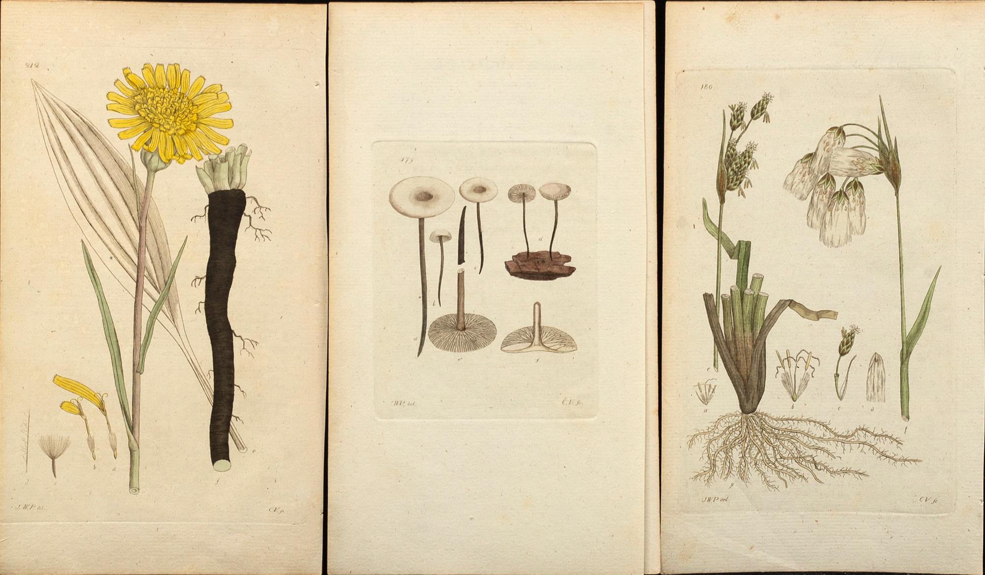 50 Botanical copper engravings from Palmstruch's "Svensk Botanik"  1804/1808.