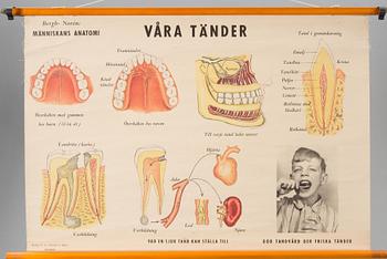 SKOLPLANSCHER, 2 st. Anatomiska motiv.