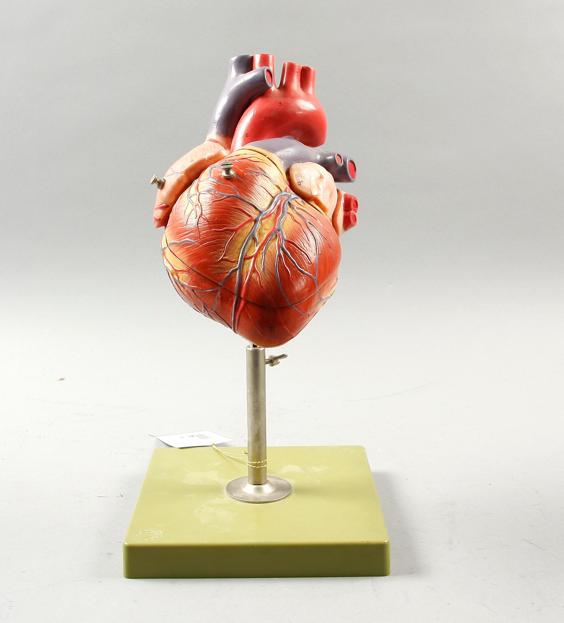 MODELLHJÄRTA. Somso, West Germany. 1900-tal.