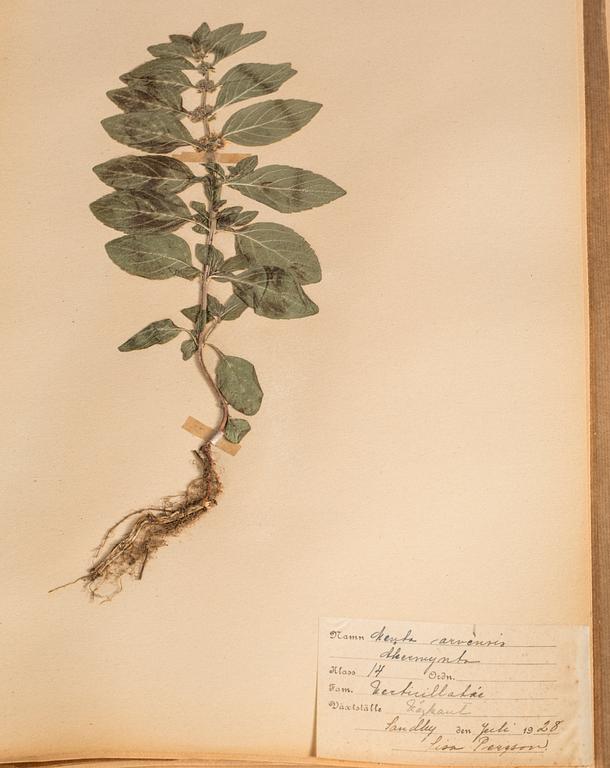 HERBARIUM. 1920-tal.
