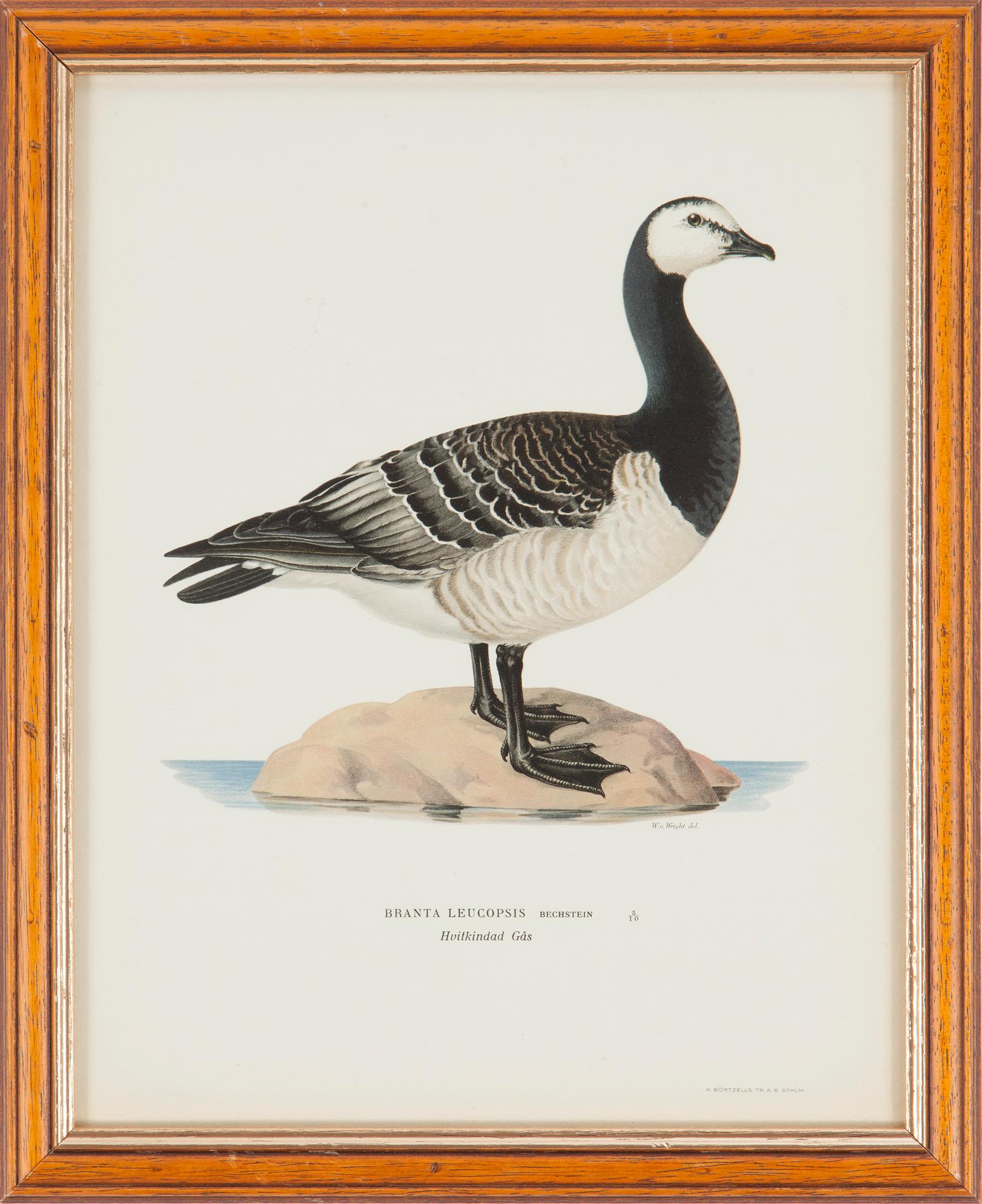 LITOGRAFISKA TRYCK, 5 st, ur M och W von Wrights "Svenska fåglar", A. Börtzells, Stockholm, 1917-29.