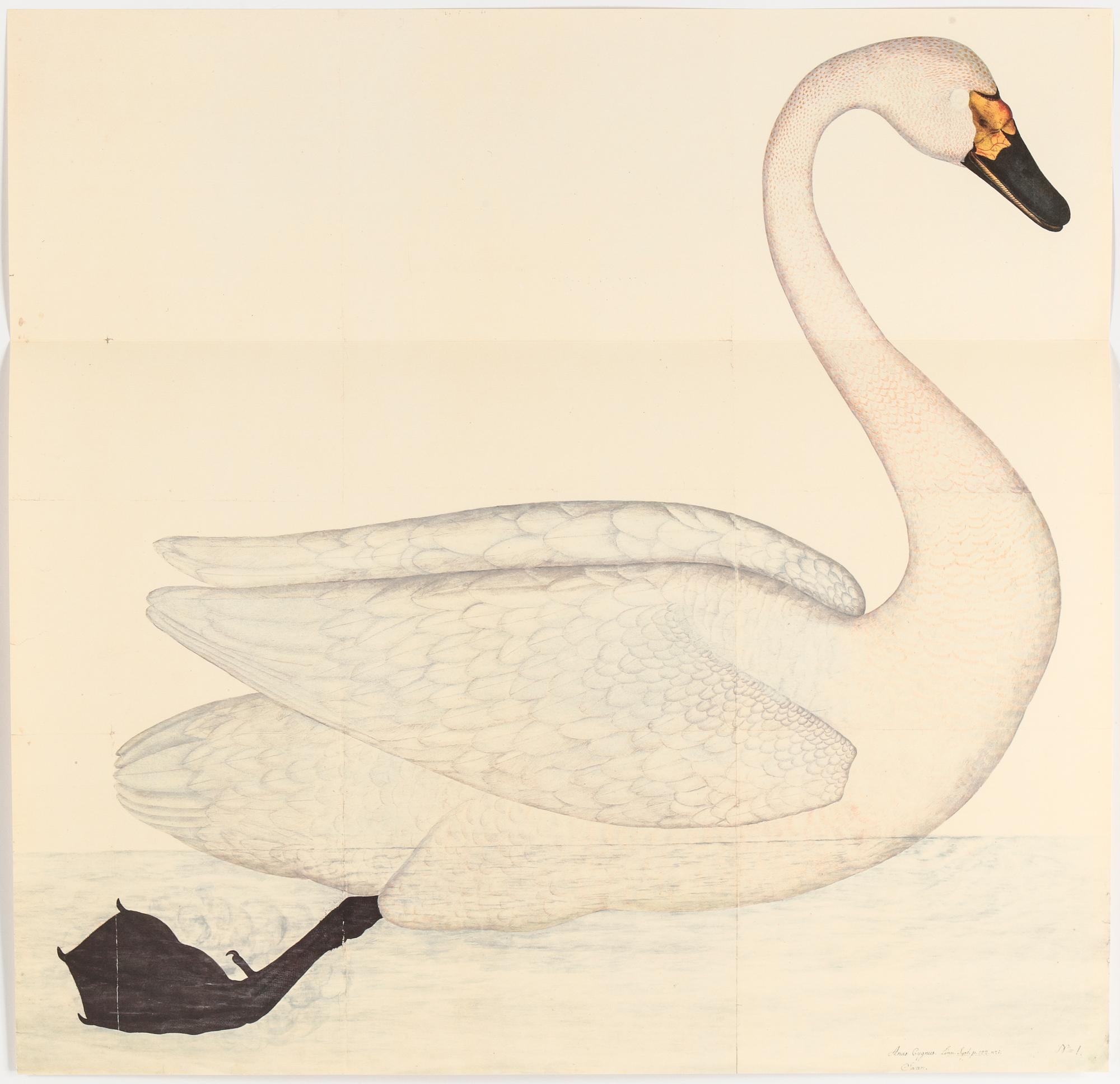 BOK, 2 band, "Fogelboken", Olof Rudbeck dy, René Coeckelberghs Bokförlag, 1985. Nr 999.