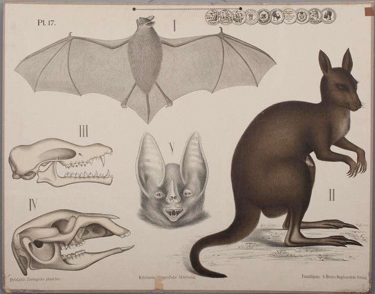 SKOLPLANSCHER, 6 st, litografi, Dybdahls zoologiske plancher. Thon & Co, Oslo samt F. Tilgmann, Helsingfors 1912.