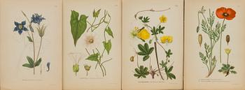 "Nordens flora", 100 pieces  by  C.A.M Lindman, A. Börtzells, Stockholm.