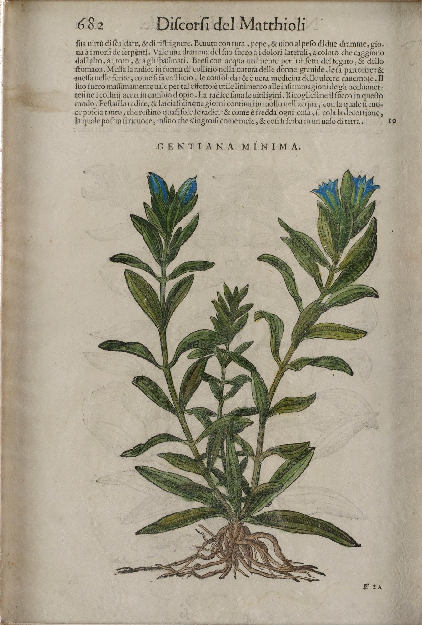 Pietro Andrea Mattioli, Medicinalväxter (4), ur, "Discorsi del Matthioli".