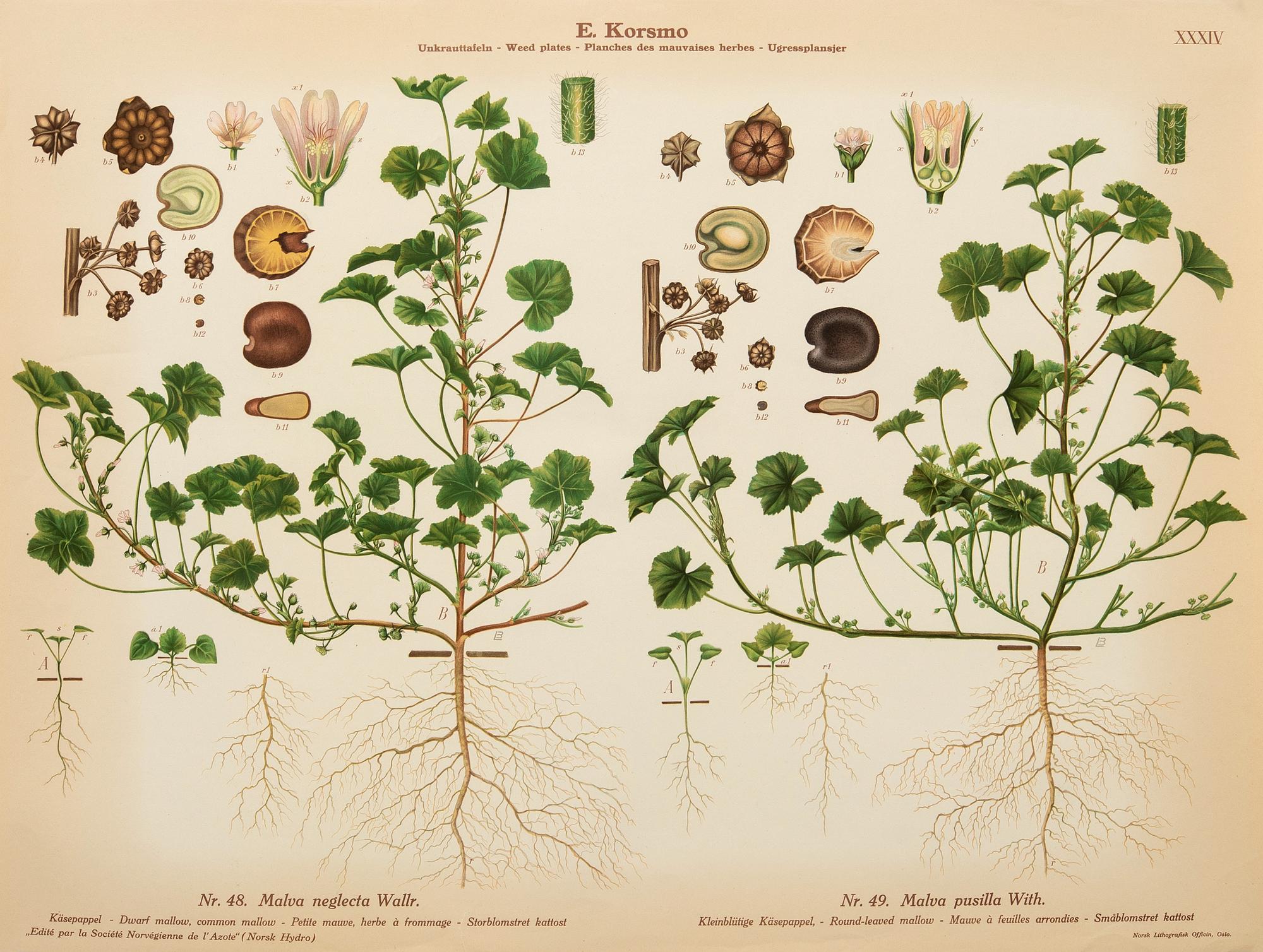 Emil Korsmo, 29 lithographic weed plates.