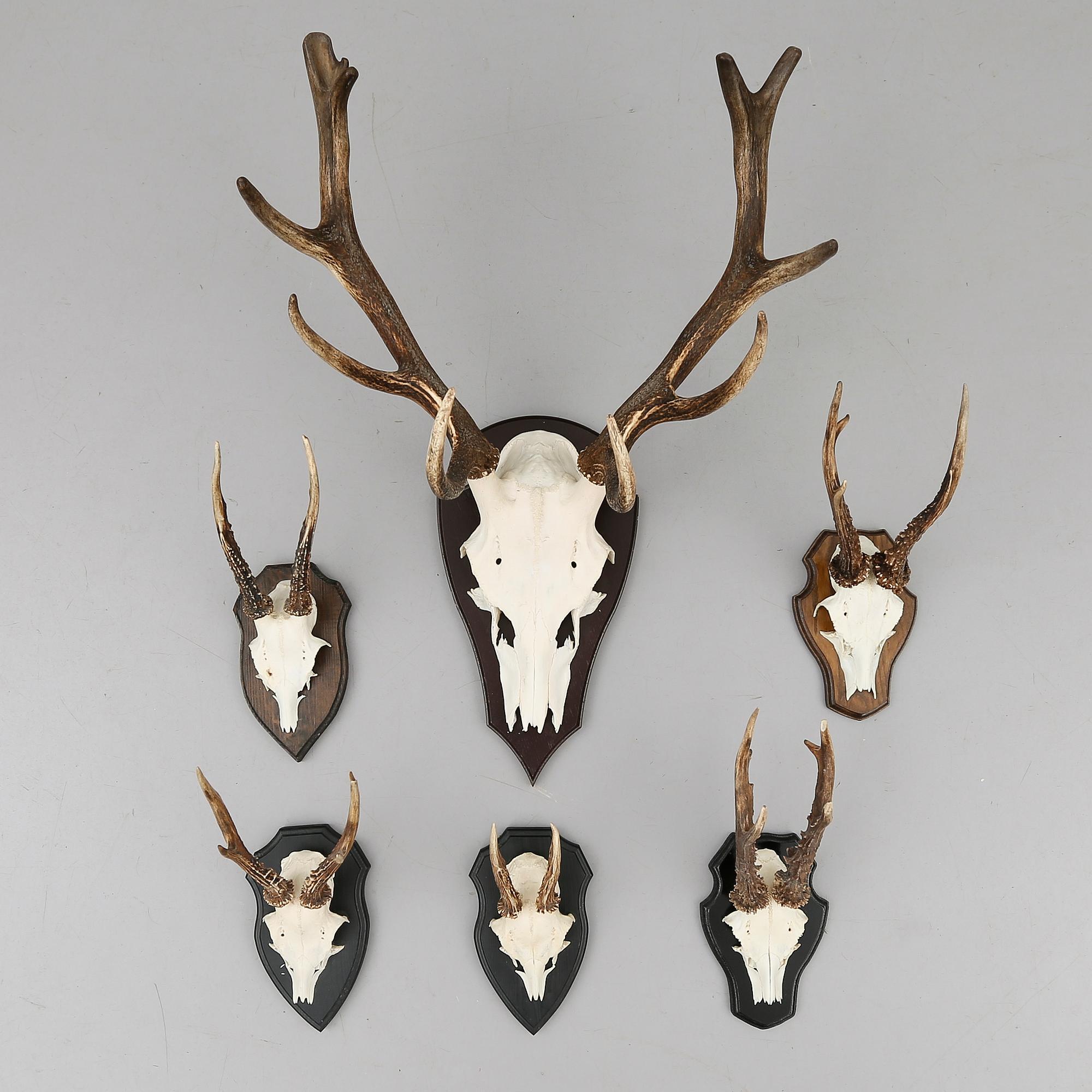 JAKTTROFÉER, 6 delar, 1900-tal.