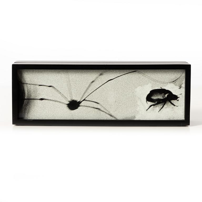 Hope Sandrow, "Spider Beetle", 1989.
