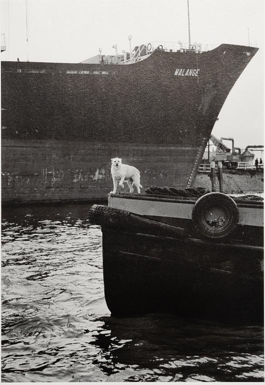 Peter de Ru, "Pråmskepparhund, Bottele hamn, Rotterdam, 1979".