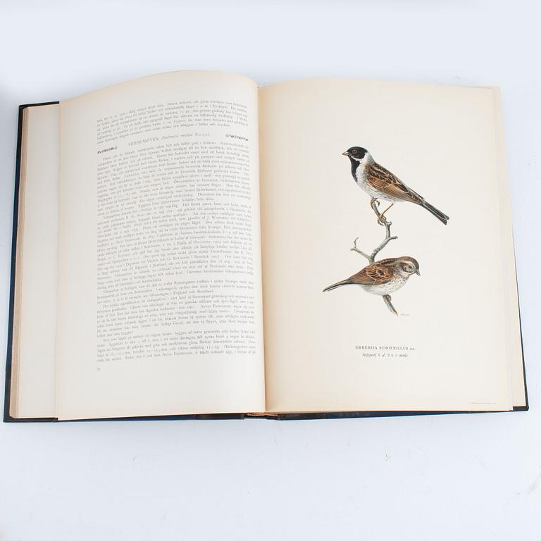 von Wright: Svenska fåglar.