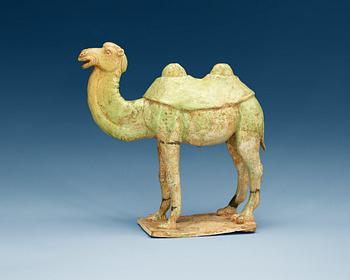1215. A potted green glazed figure of a camel, Tang dynasty, (618-907).