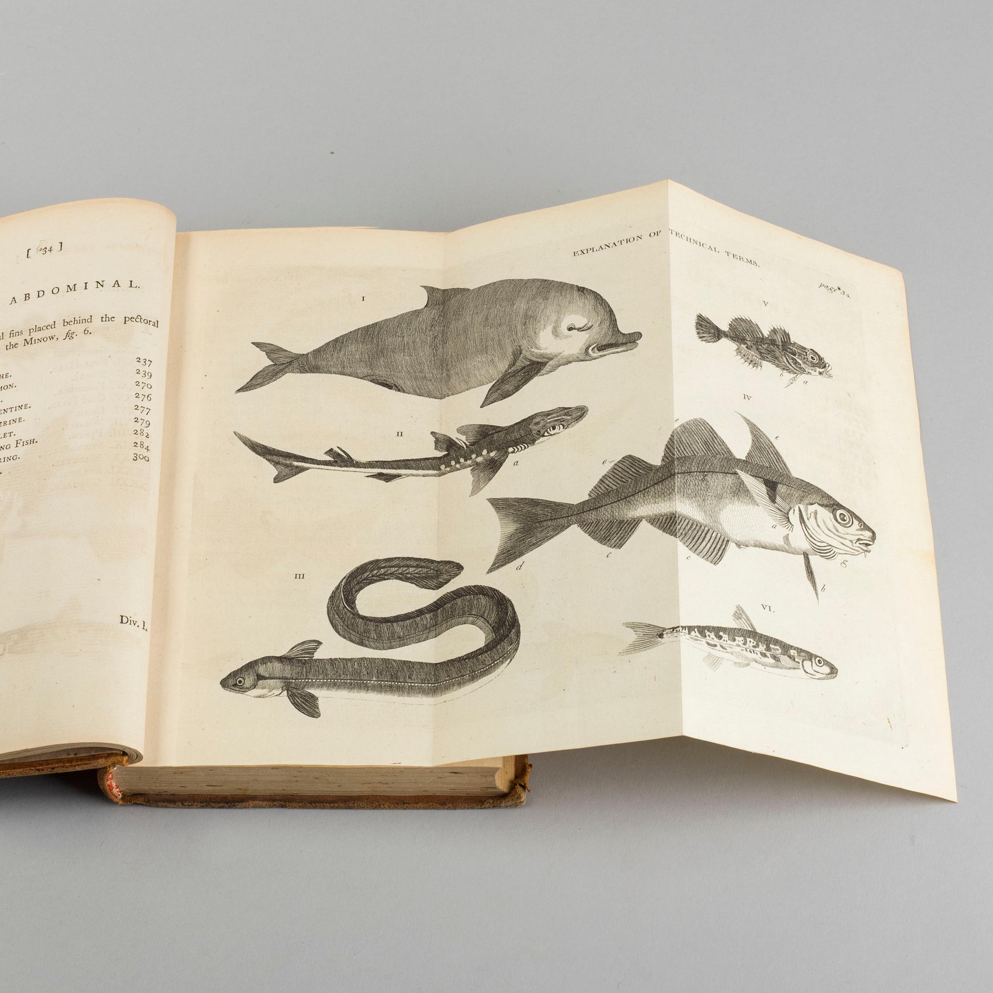 BRITISH ZOOLOGY, vol III, Thomas Pennant, London 1769.
