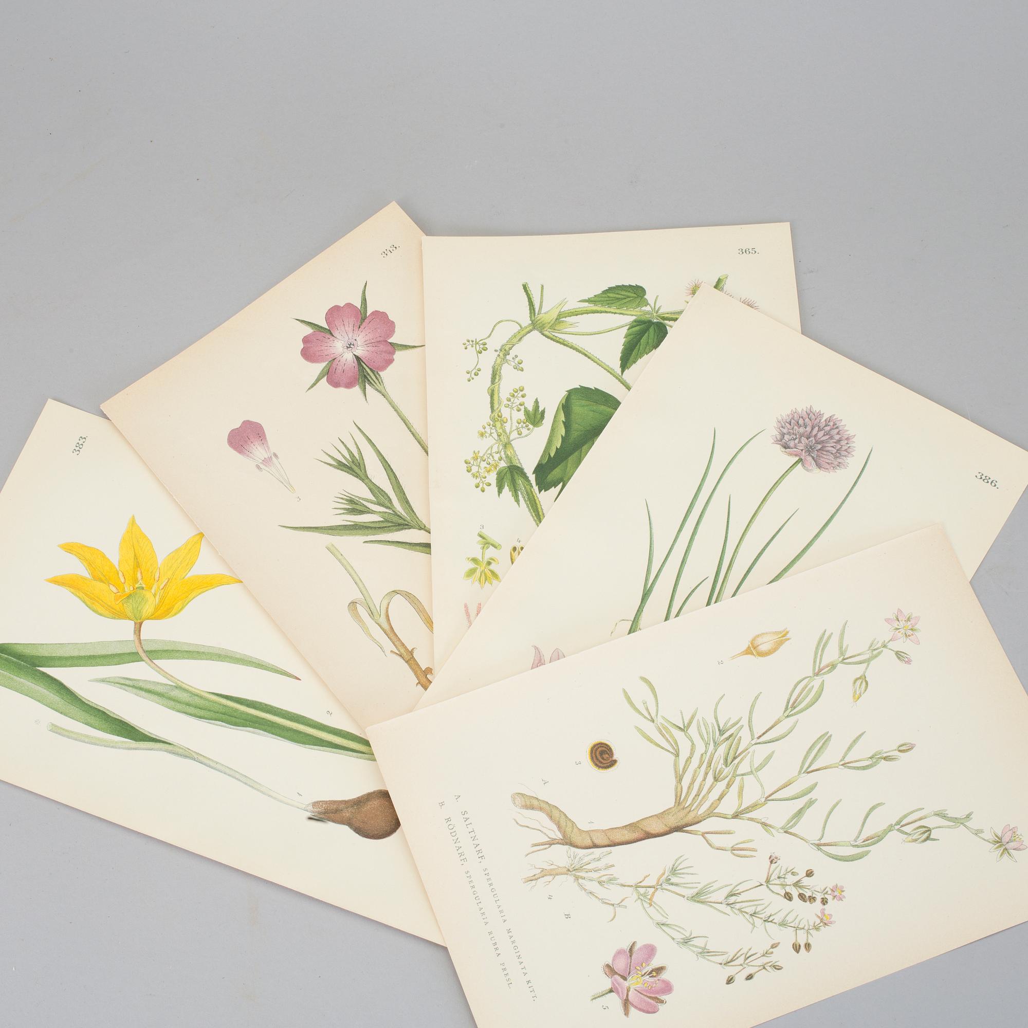 LITHOGRAPHIC PRINTS, approximately 100 psc, "Nordens flora", C.A.M Lindman, first half of the 20th century.