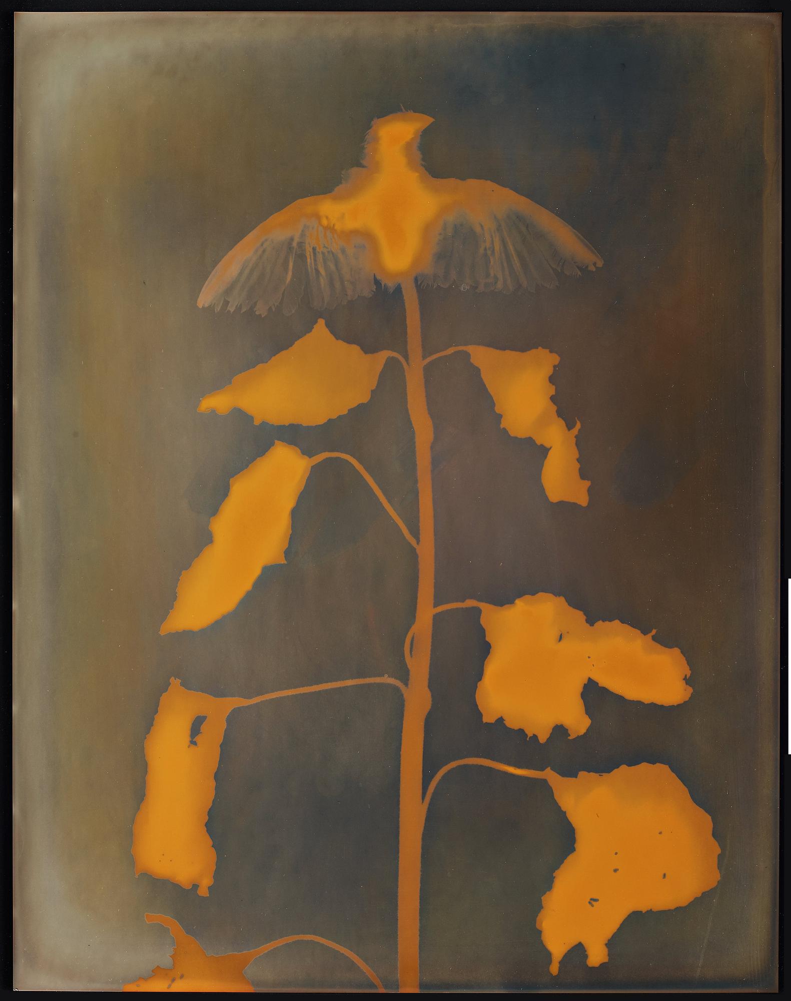 Adam Fuss, "Untitled (Red Bird, Red Leaves)", 1994.