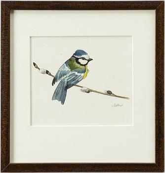 Ilon Wikland, Blue tit on a willow branch.