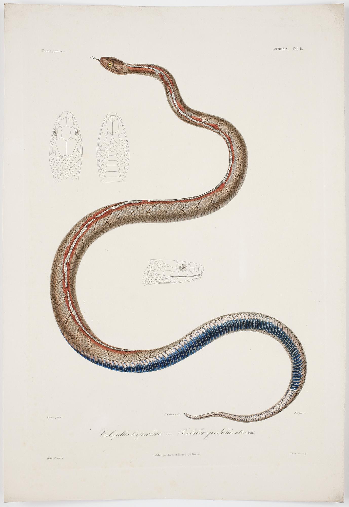 ALBUM, 55 st kolorerade gravyrer,  Publié par Ernest Bourdin, 1800-tal.