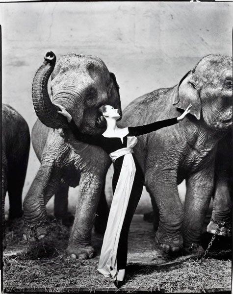 Richard Avedon, "Dovima with elephants, evening dress by Dior, Cirque d'Hiver, Paris, August 1955".