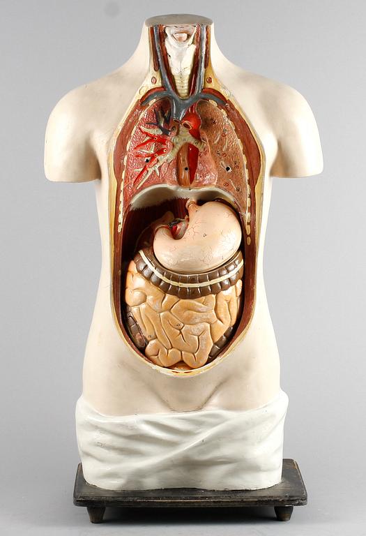 ANATOMISK TORSO, 1900-tal. Hårdplast.