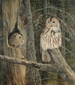 Niilo Vainio, Tawny owls.