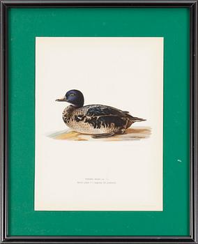 LITOGRAFISKA TRYCK, 6 st, ur M och W von Wrights "Svenska fåglar", A. Börtzells, Stockholm, 1917-29.