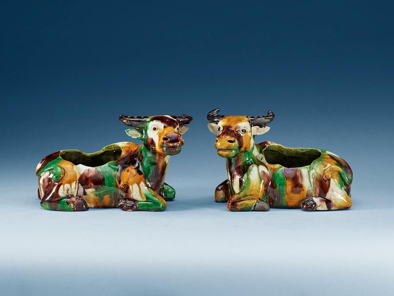 A pair of 'egg and spinach' glazed figures of reclining water buffalo's, Qing dynasty, Kangxi.