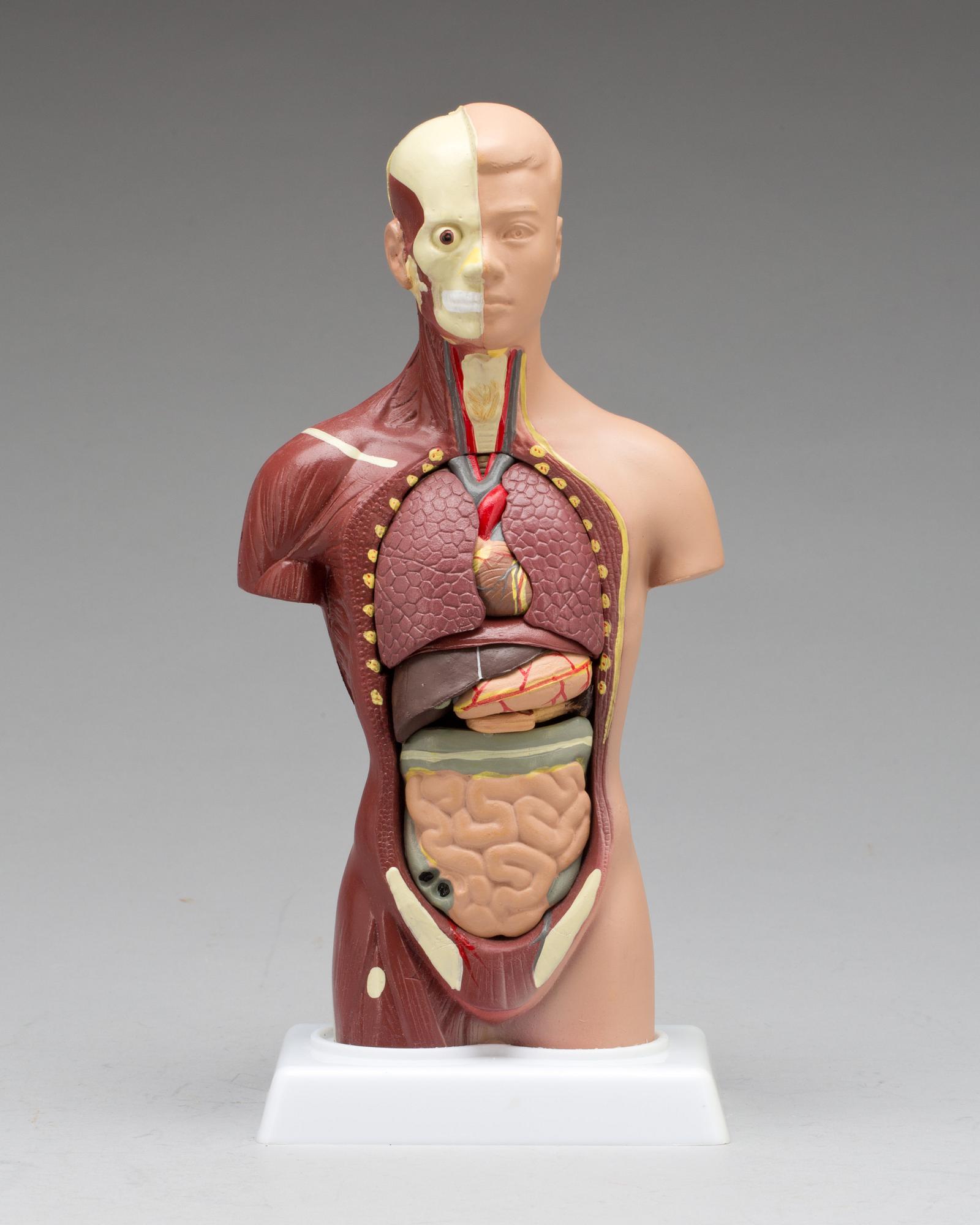 ANATOMISK MODELL, 1900-tal.
