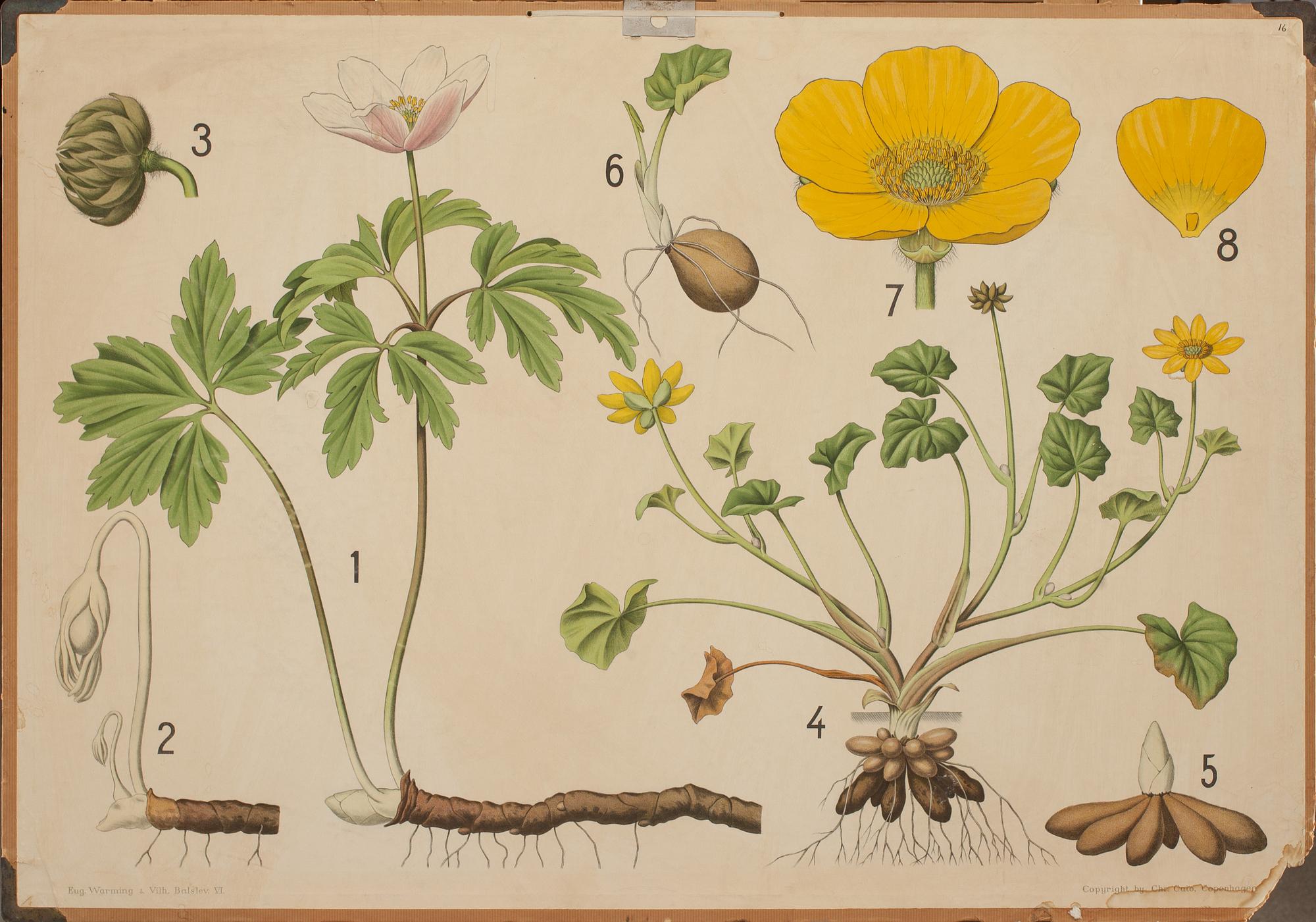 SKOLPLANSCHER, 4 st. 1900-tal.