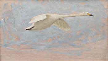 Bruno Liljefors, Stretching swan.