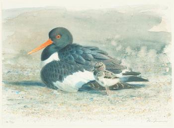 Lars Jonsson, Oystetrcatcher.