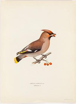 LITHOGRAPH app 120, after M & W von Wrights "Svenska fåglar", A Börtzells, Stockholm, 1917-29.