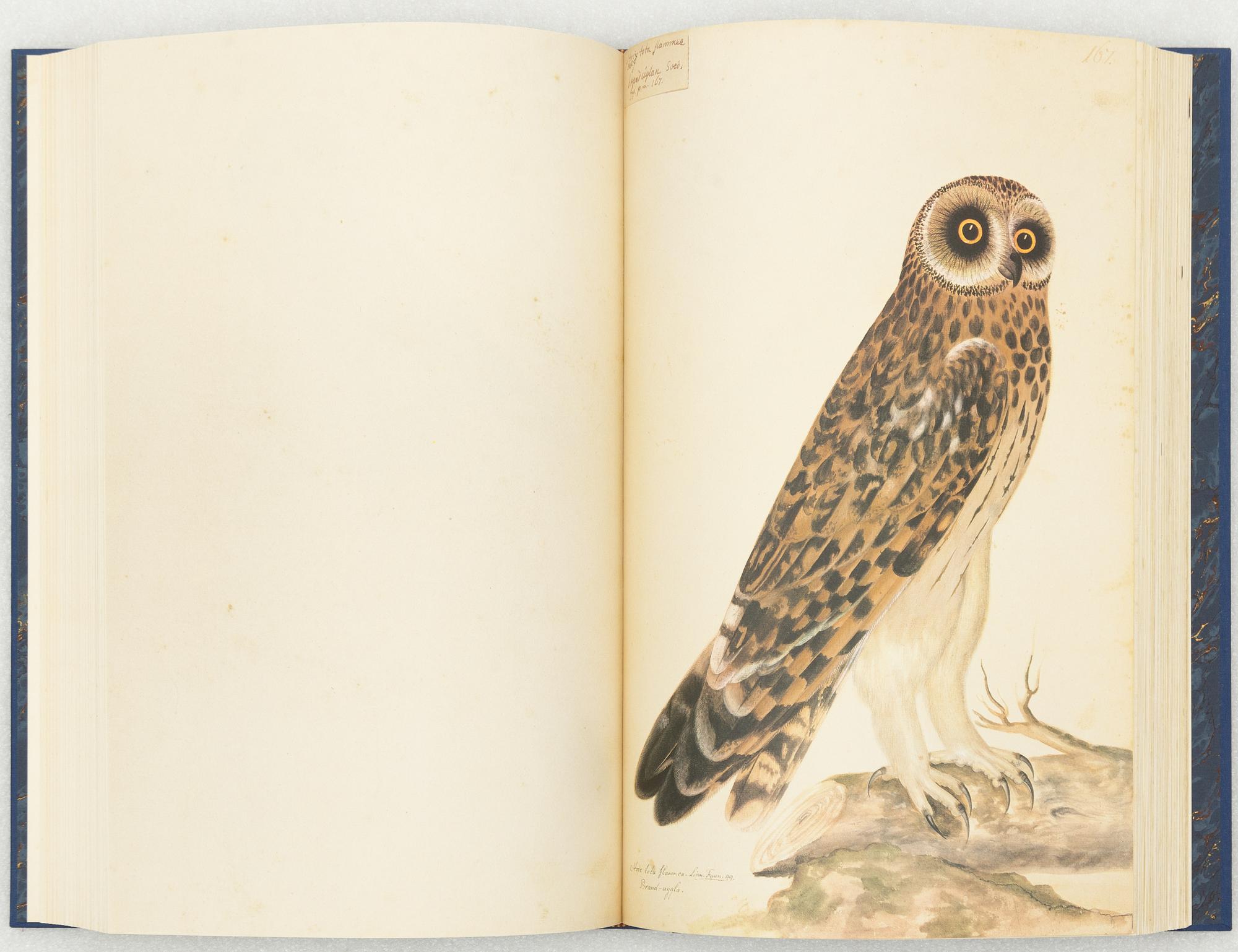 Olof Rudbeck d.y., 'Svenska fåglar (Swedish birds)'.