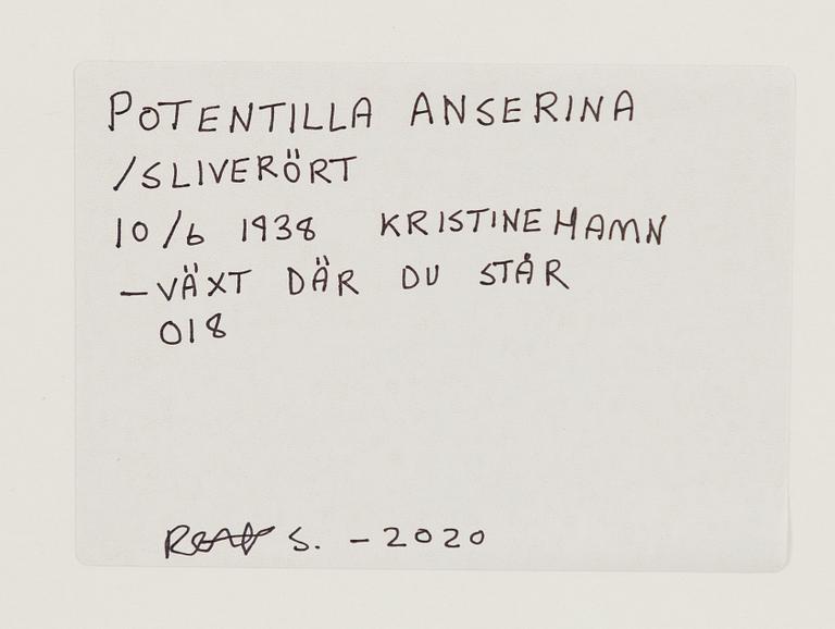 Peter Stridsberg, "Potentilla Anserina".