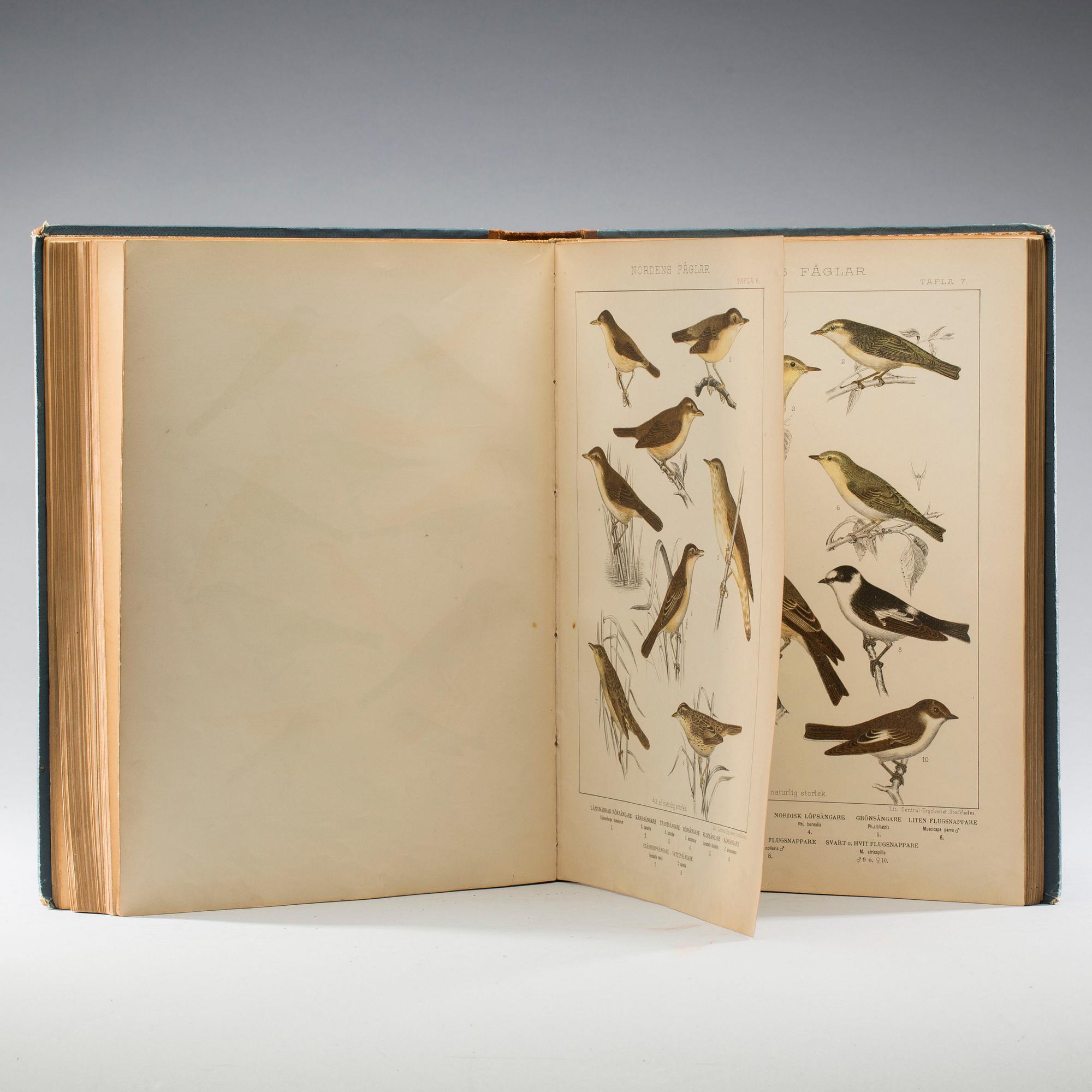 GUSTAF KOLTHOFF och L.A. JÄGERSKIÖLD, "Nordens Fåglar", F & G Beijer Bokförlagsaktiebolag, Stockholm, 1898.
