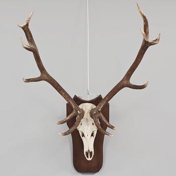 JAKTTROFÉ, 1900-tal.