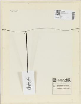 Pierre Alechinsky, "Schismes", fyra stycken färglitografier.